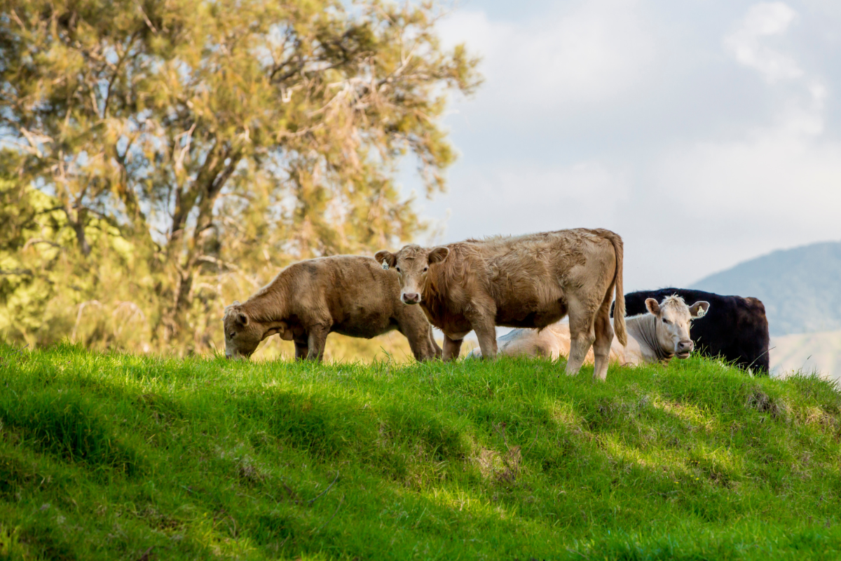 Grass-fed cattle grazing.