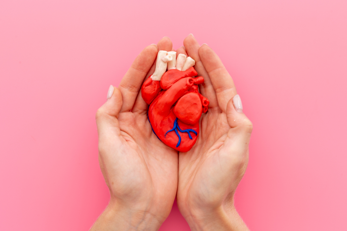 Hands holding a model of the human heart.