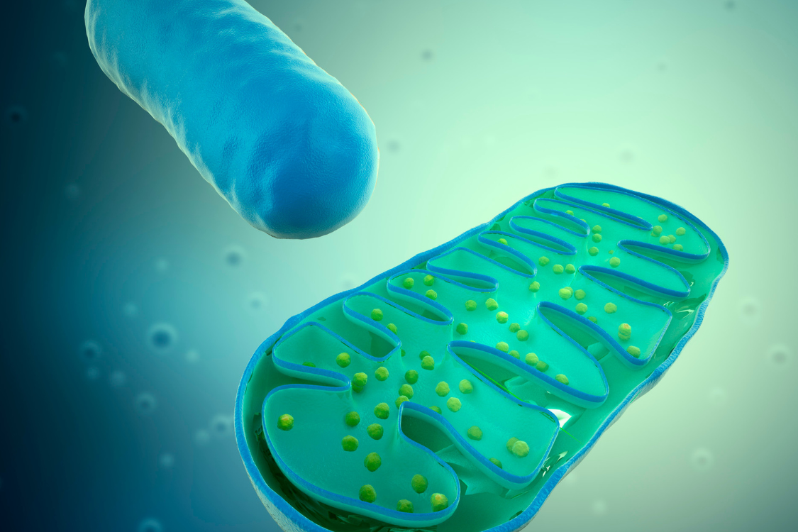 3D illustration of a mitochondrion showing internal structure related to energy production