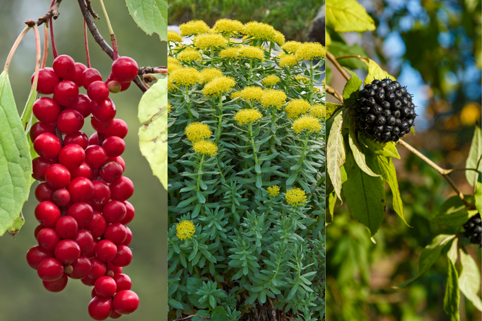 Three different types of Adaptogens.