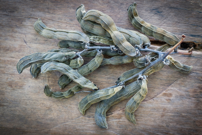 Dried Mucuna pruriens beans.