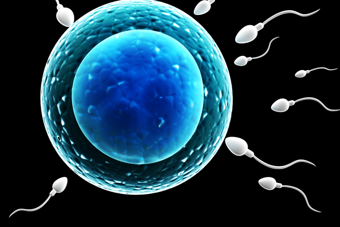 The fertilization process showing the exclusion of sperm mitochondria.