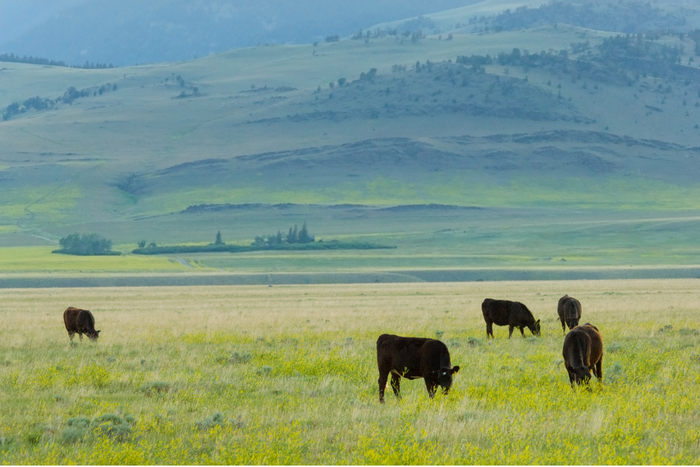 Grass-fed cattle grazing freely on an open pasture with green grass and a clear blue sky.