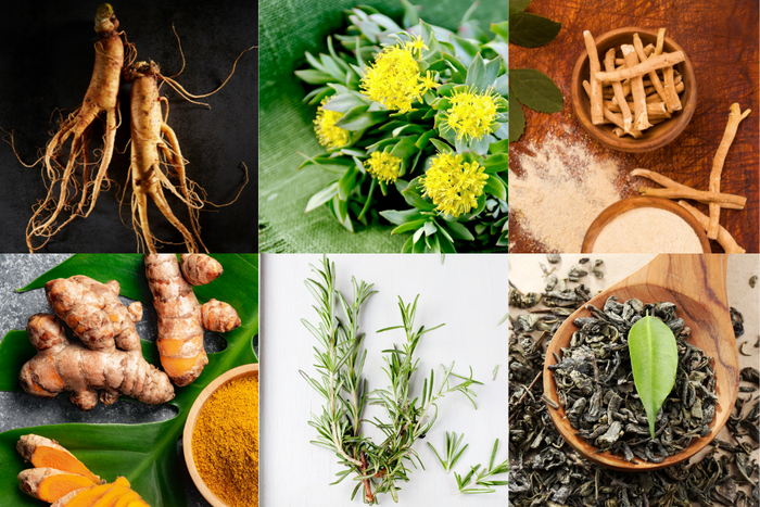 An assortment of herbs known for boosting mitochondrial health.