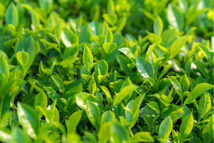 Close-up of green tea leaves.
