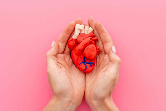Hands holding a model of the human heart.