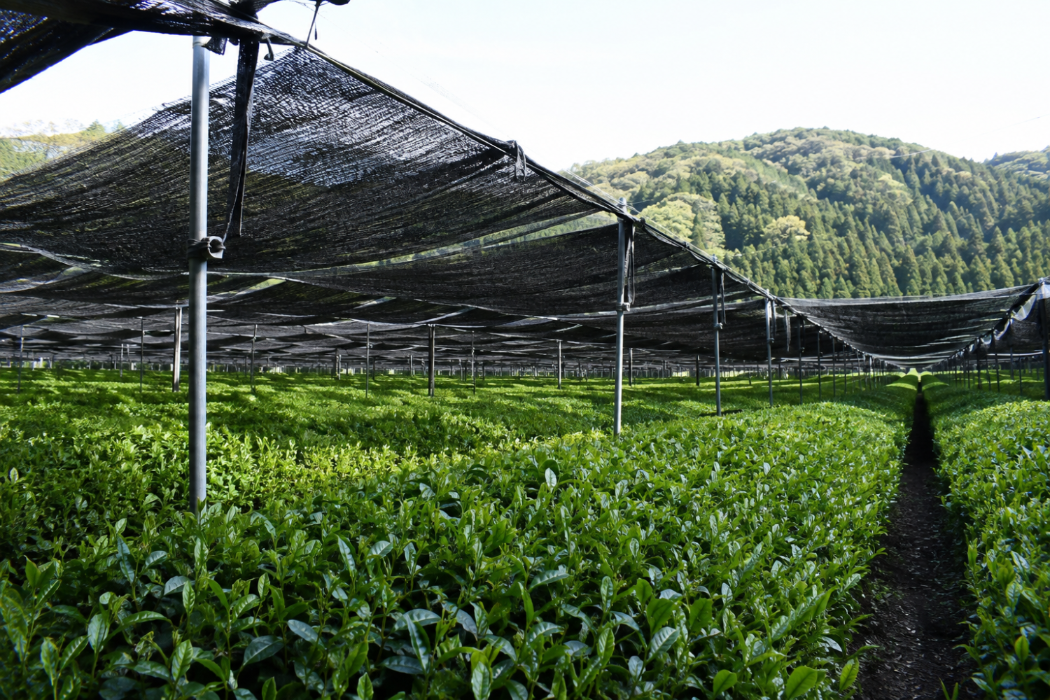 Shade-grown tea plants develop the vivid green color and smooth umami that define high-quality matcha.