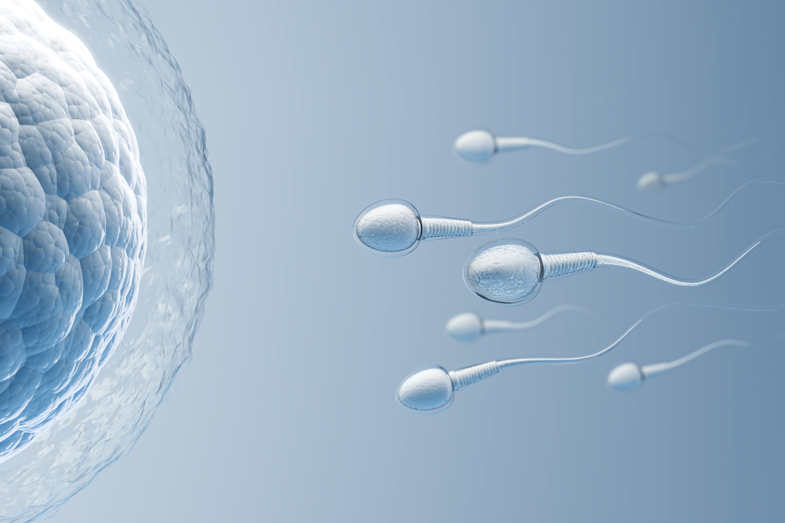 Microscopic image of multiple sperm approaching a human egg (oocyte), relating to egg and sperm quality and the fertilization process that melatonin supports.