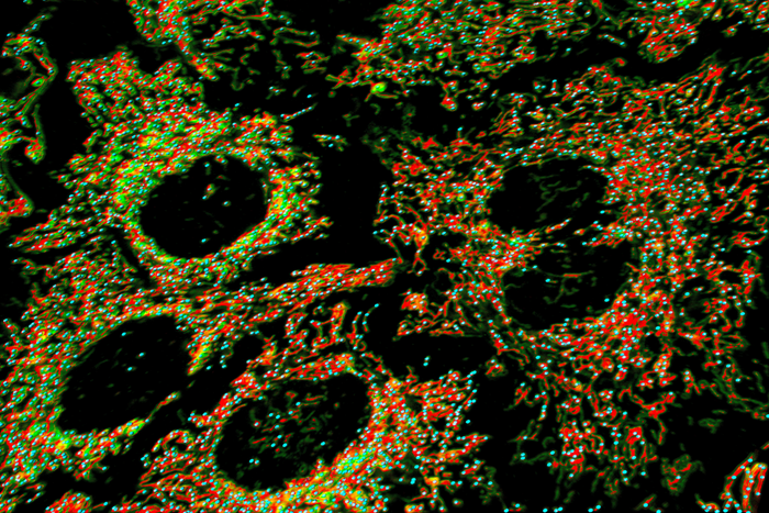 Illustration showing the circular structure of mitochondrial DNA.