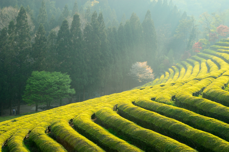 Protective Mechanisms of Green Tea Polyphenols in Skin